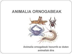 2 Gaia Animalia Ornogabeak