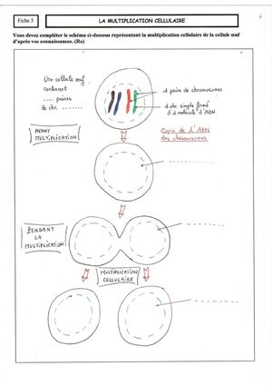 Fiche 3 la multiplication cellulaire