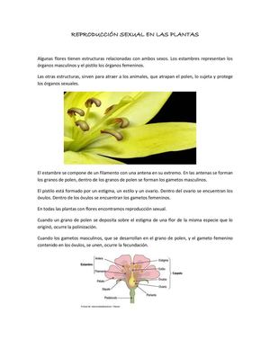 Reproducciòn en las plantas