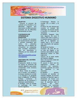 Sistema Digestivo 1