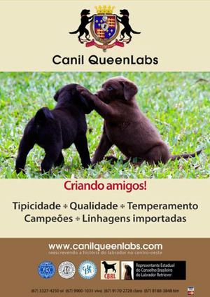 Filhotes De Labrador Em Goiania Go