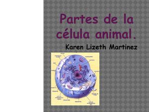 Partes De La Célula Animal
