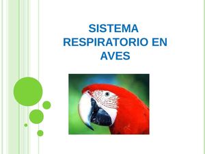 Sistema Respiratorio Aves