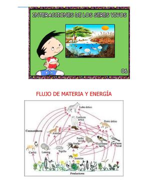 Interacciones De Los Seres Vivos Flujo De Materia Y Energía