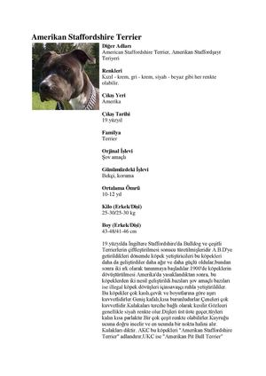 Amerikan Staffordshire Terrier