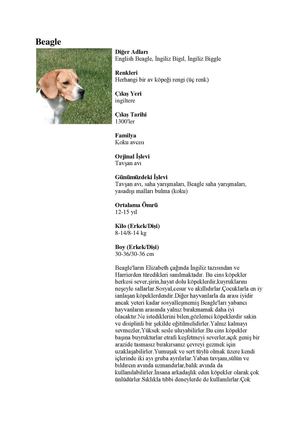 Beagle