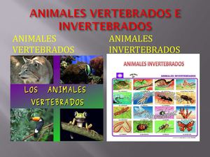 Animales Vertebrados E Invertebrados