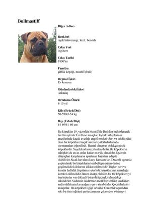 Bullmastiff