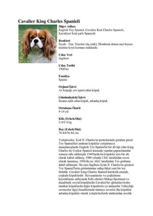 Cavalier King Charles Spanieli
