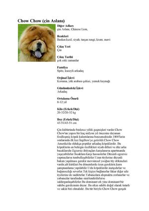 Chow Chow Cin Aslani