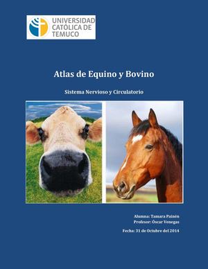 Atlas De Equino Y Bovino Definitivo