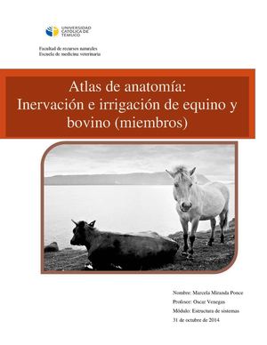Atlas de anatomía: inervación e irrigación