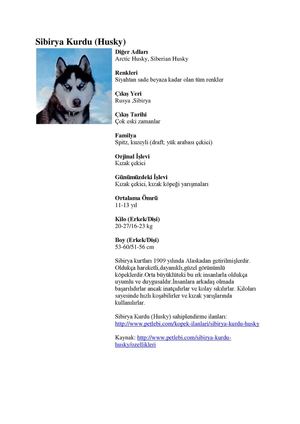 Sibirya Kurdu Husky