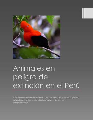 Animales En Peligro De Extinción En El Perú Nuevo