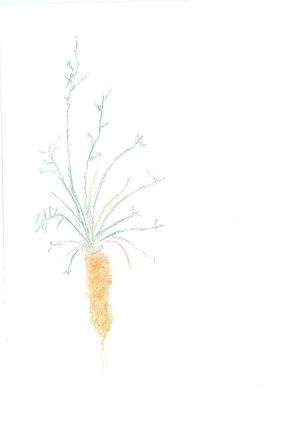 Dibuixos pastanagues 1