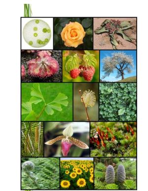 Revista Morfología Vegetal