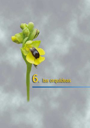 Orquídeas de Andalucía
