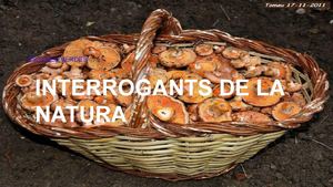 Resposta Per què els bolets surten a la tardor