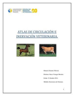 Atlas Circulación E Inervación Veterinaria