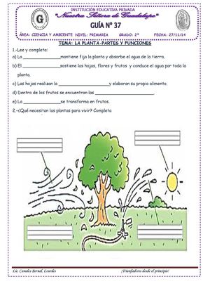La Planta Partes Y Funciones