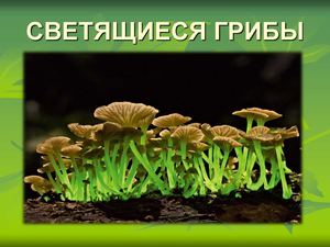 СВЕТЯЩИЕСЯ ГРИБЫ