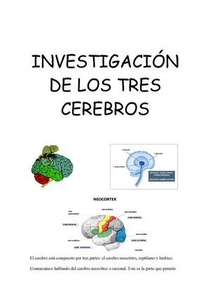 Investigación De Los Tres Cerebros