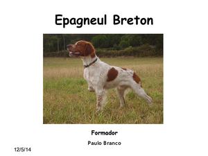 Epagneul Breton Paulo