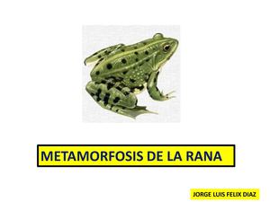 Metamorfosis de La Rana