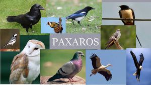 Paxaros  de Galicia
