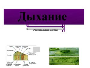 Значение воды в жизни растений