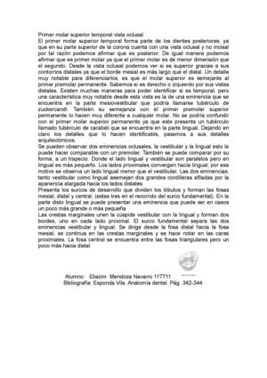 Primer Molar Superior Temporal