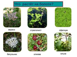 растения болота