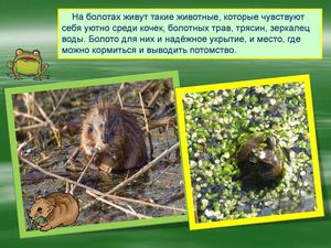 Животные болота