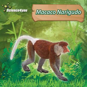 E-Book Macaco Narigudo
