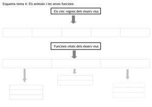Esquema Tema 4 Els Animals I Les Seves Funcions