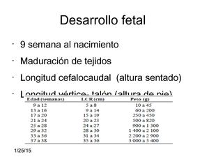 Desarrollo Fetal