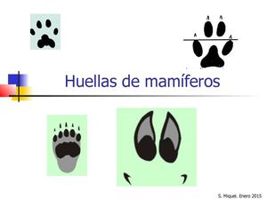 Huellas de Mamíferos