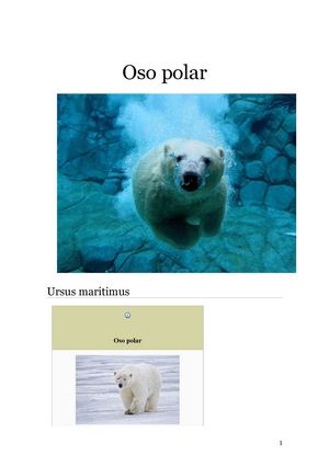 Oso Polar