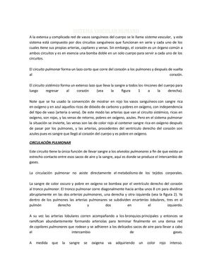 Sistema Vascular Humano