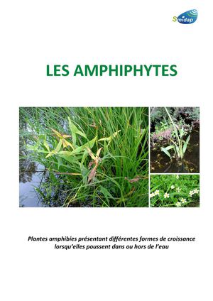 Les Amphiphytes