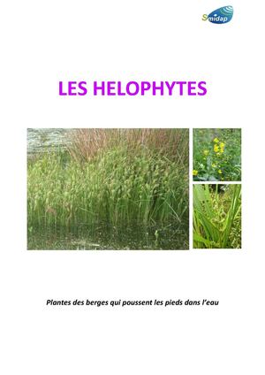 Les Hélophytes