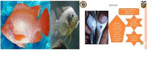 REPRODUCCION DE LA TILAPIA