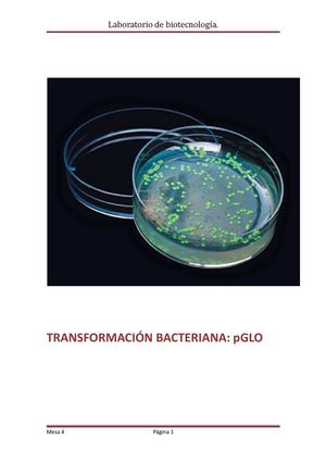 Transformaciónbacterianam Mesa4