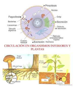 Circulación En Organismos Inferiores Y Plantas