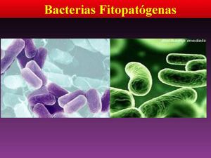 Bacterias Fitopatogenas