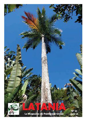 Latania N° 31
