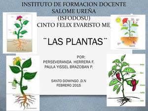 Las Plantas