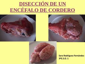Disección De Un Encéfalo De Cordero