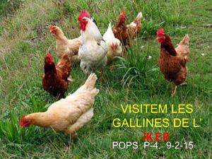 Gallines P-4