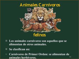 Animales carnivoros